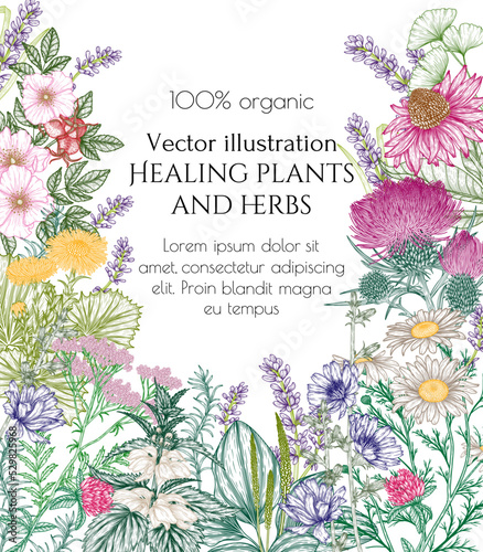 Vector frame of medicinal herbs in engraving style. Linear chamomile, chicory, clover, lavender, plantain, valerian, echinacea, rosehip, coltsfoot, ginkgo, burdock, rosemary, nettle