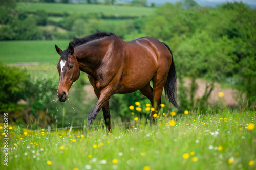 Bay horse eating in summer paddock