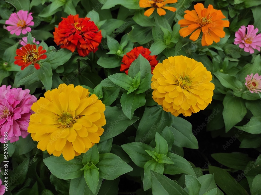 Common Zinnia or Zinnia elegans is one of the most famous flowering annuals of the genus Zinia