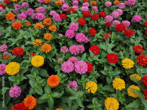 Common Zinnia or Zinnia elegans is one of the most famous flowering annuals of the genus Zinia