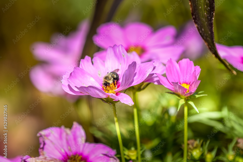 Fototapeta premium Springtime Pictures