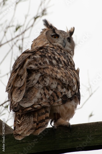 Vertical shot of a Turkmenian Eagle Owl (Bubo bubo turcomanus) perched on a wooden post photo