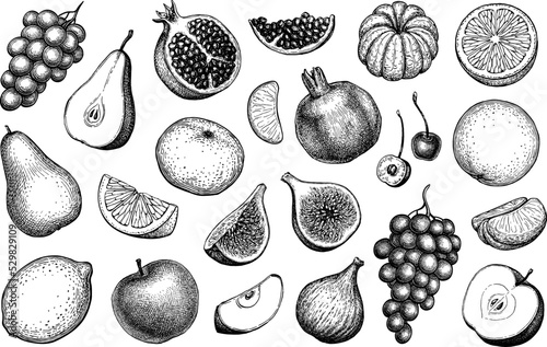 Fruits ink sketches. photo