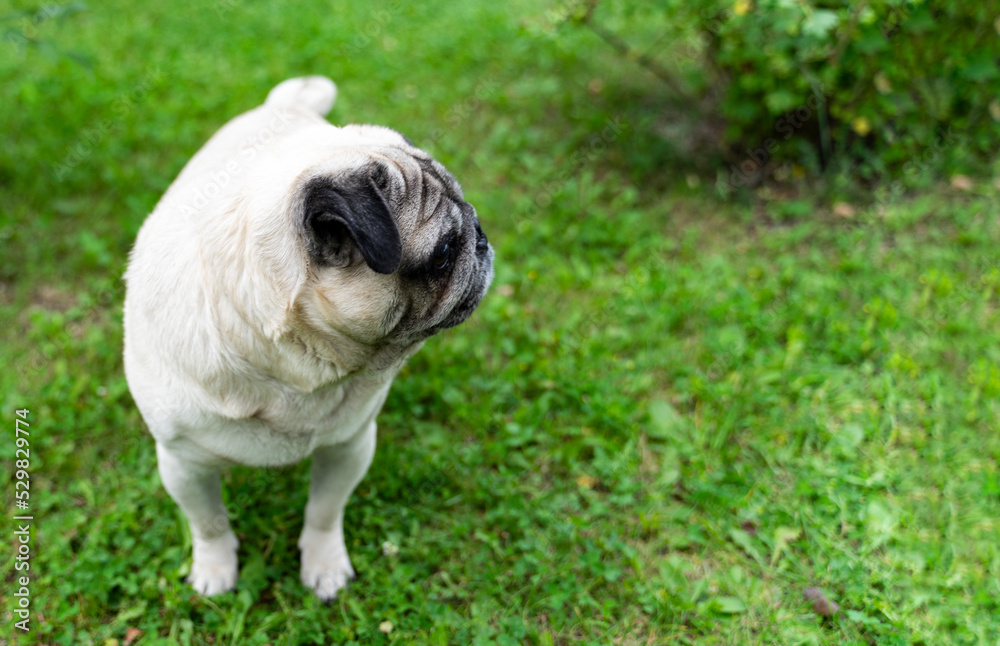 An old pug looking to the side in a green meadow. Good quality photos