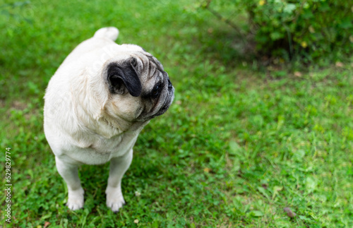 An old pug looking to the side in a green meadow. Good quality photos