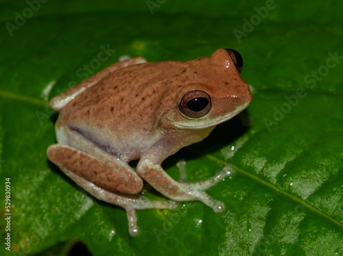 Brown frog on a leaf; tiny frog; cute froggy; colorful 
 frog in the forest perched on a leaf; Pseudophilautus asankai from Knuckles Sri Lanka; 