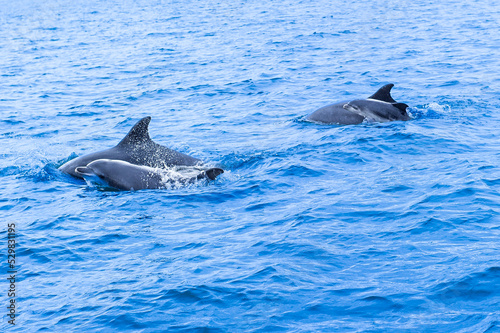 Dolphin family swims in the ocean. Kilrush  Ireland.