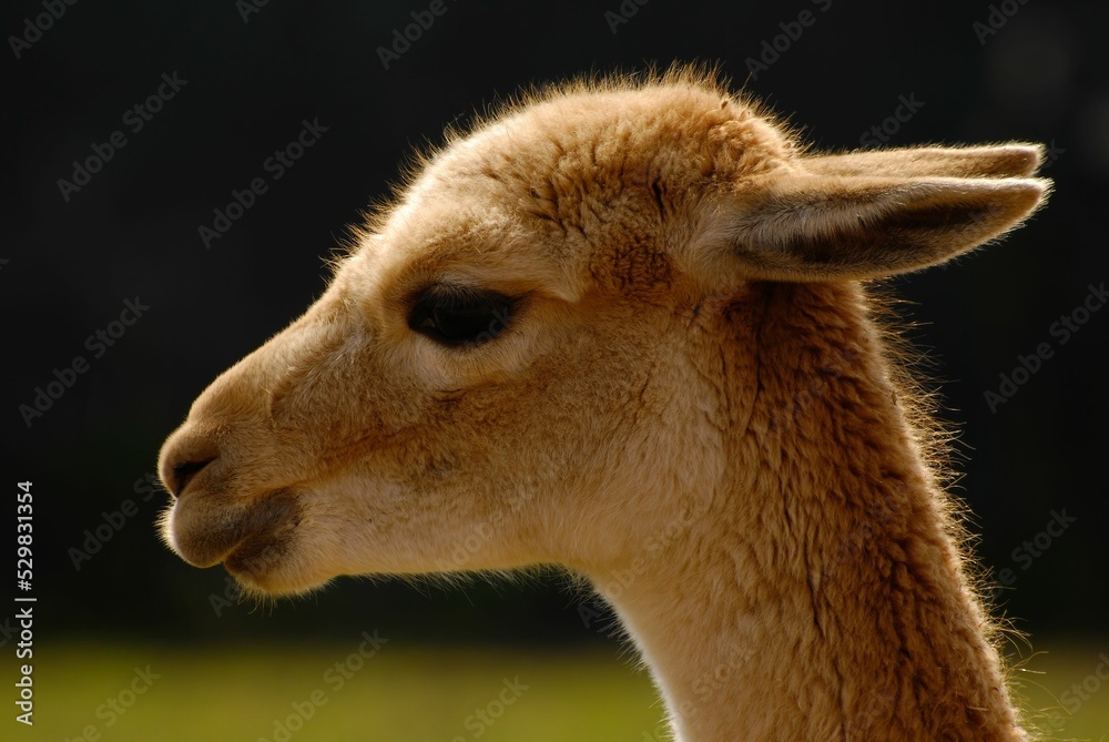 Fototapeta premium Cute, brown baby lama in outdoors, close-up