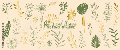 Plants and flowers collection - the power of nature. Individual design elements for your own project. Hand drawn lines and elegant leaves. Hand drawn colorful plant set - universally usable. 