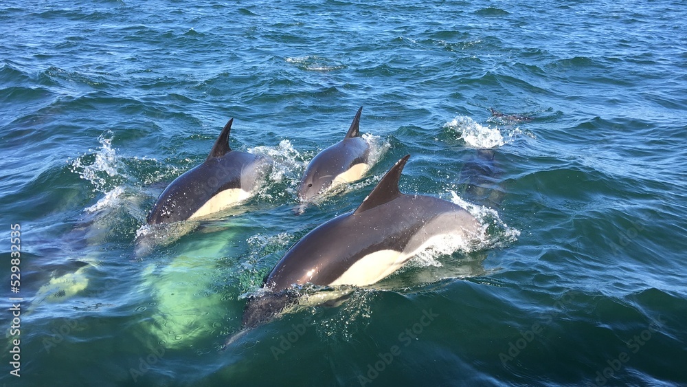 Fototapeta premium Groupe de dauphins qui saute