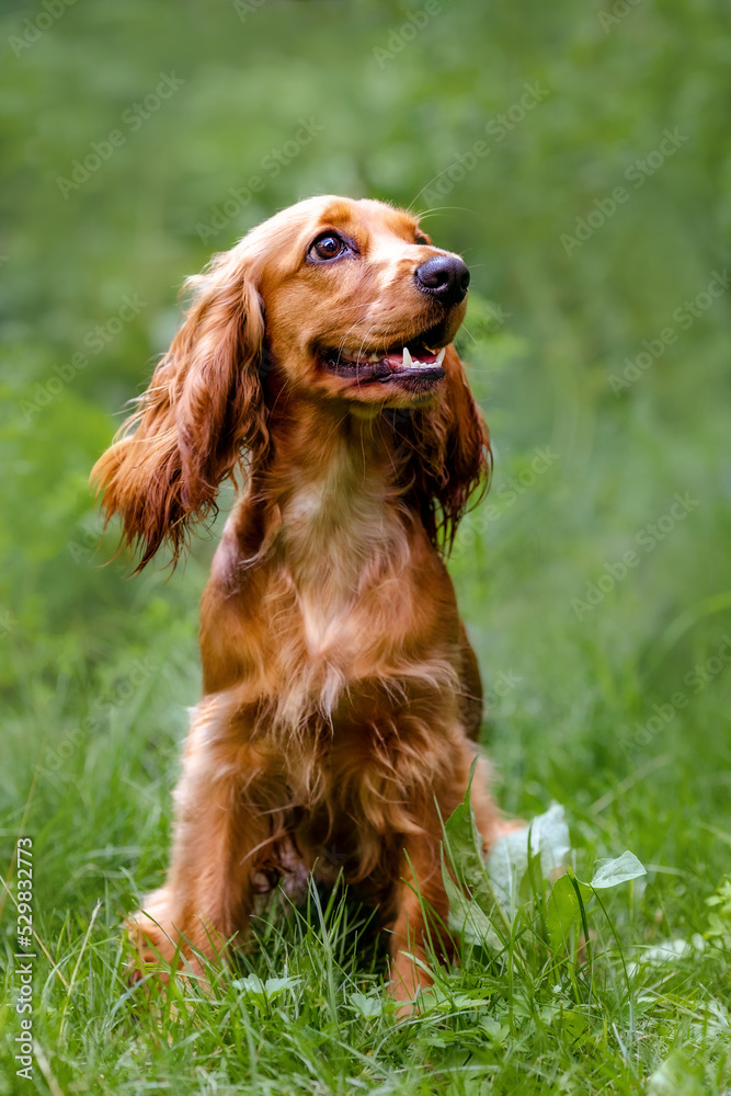 Portrait of a cocker spaniel in profile in nature. green background