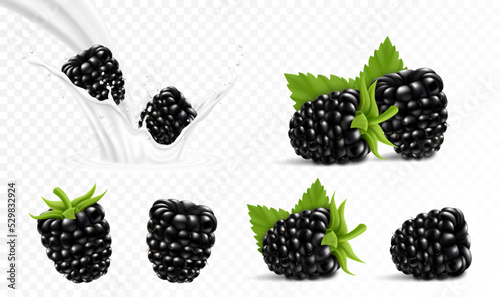 Whole and slice of blackberry. Blackberry in a splash of milk or yogurt, 3d realistic isolated vector set