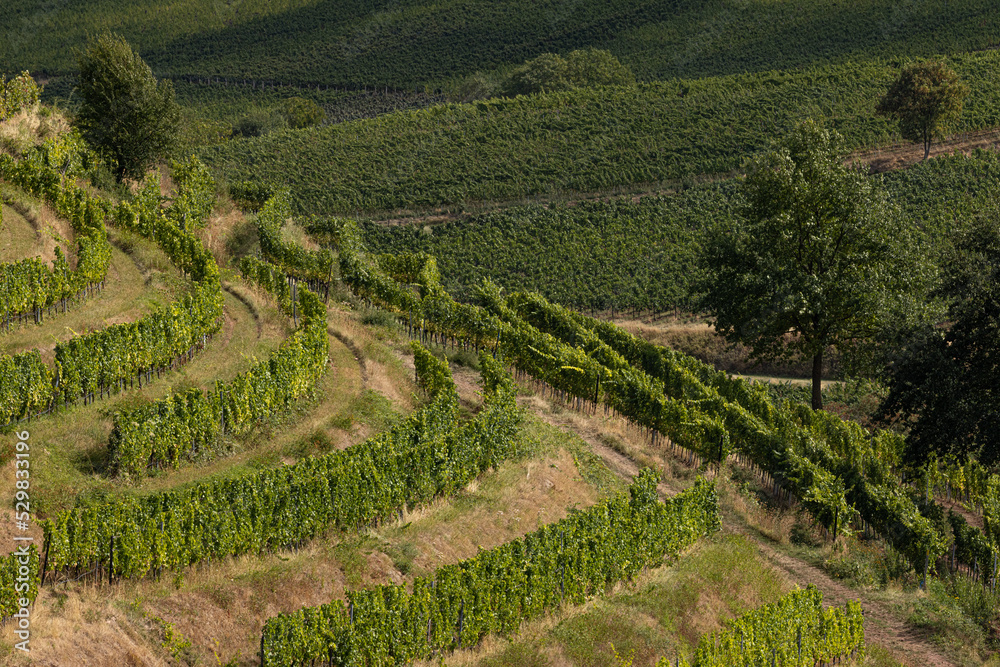 Weinanbau aus Vogelperspektive in Weinlage Kastanienbusch, Südpfalz, Germany