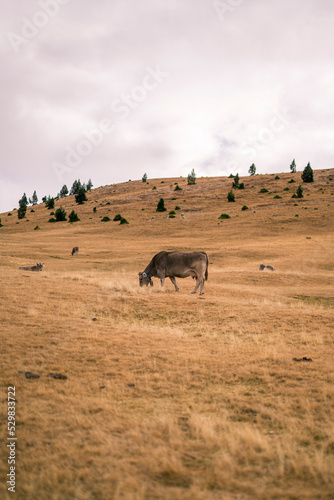 cow grazing in the field © Clia