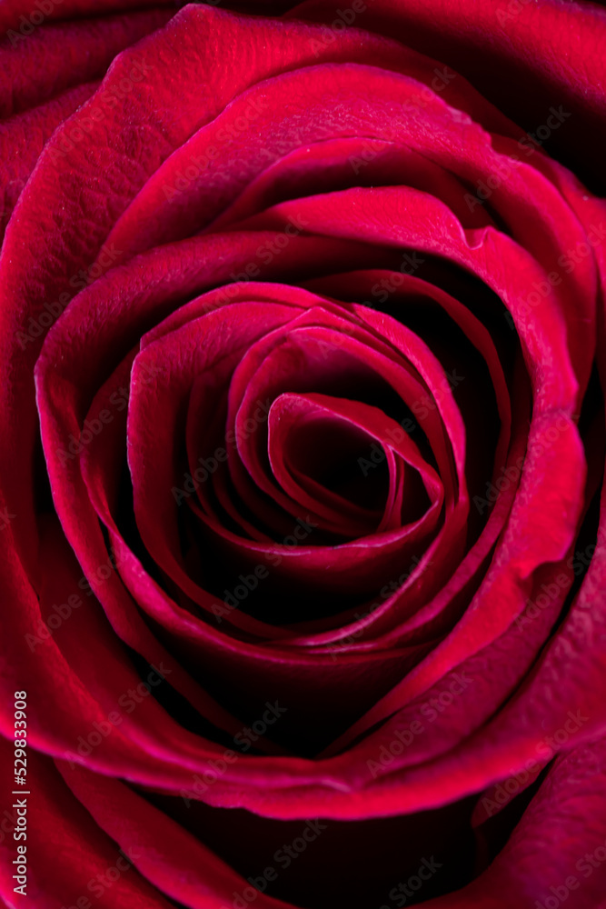 Close-up of red rose petals. Floral background for stories, screensavers, wallpapers. High quality photo Close-up of red rose petals. Floral background for stories, screensavers, wallpapers. High quality photo