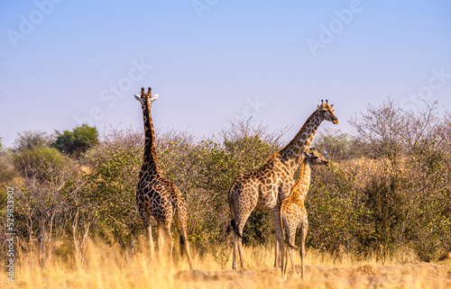 Giraffes  Savuti  Botswana