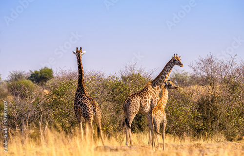 Фотография Giraffes, Savuti, Botswana