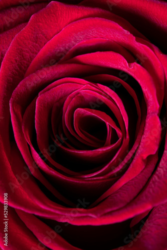 Close-up of red rose petals. Floral background for stories  screensavers  wallpapers. High quality photo