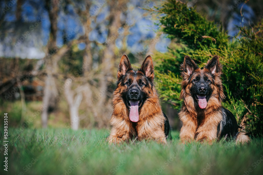 German shepherd longhaired dog posing outside. Show dog in natural park. German shepherd longhaired dog posing outside. Show dog in natural park.