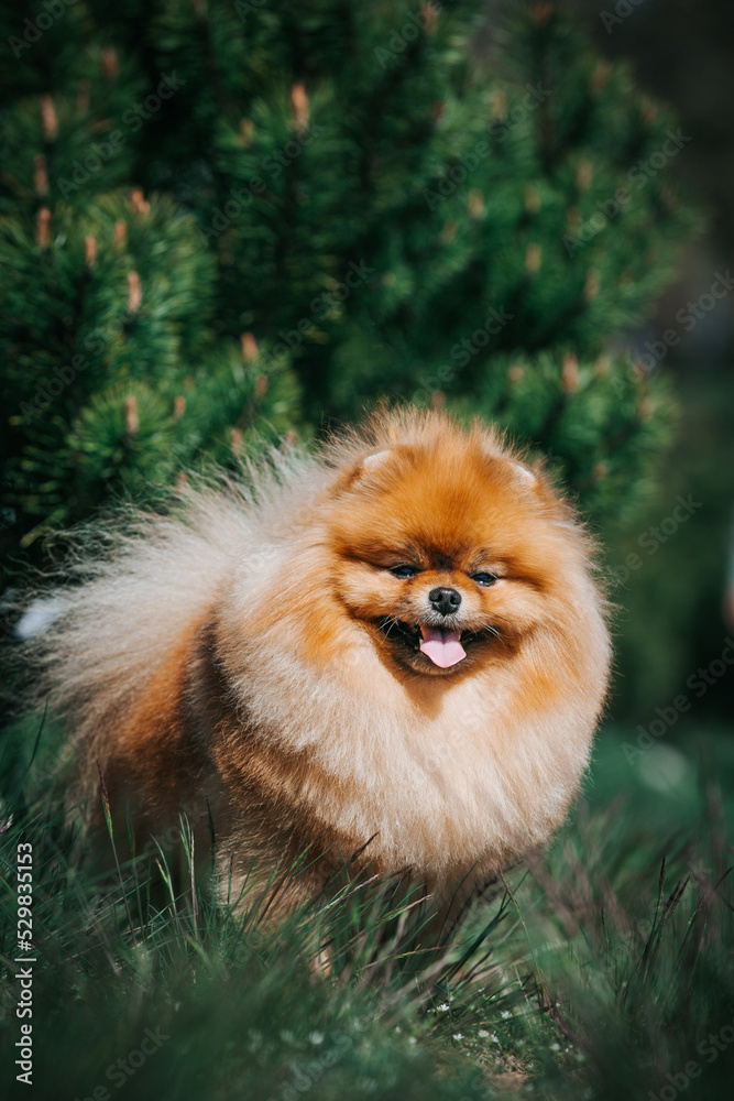 Pomeranian dog posing outside. Beautiful fluffy dog in the park Pomeranian dog posing outside. Beautiful fluffy dog in the park