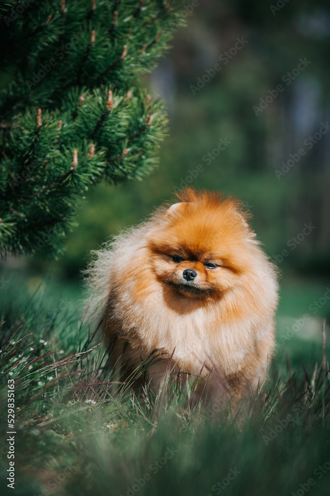 Pomeranian dog posing outside. Beautiful fluffy dog in the park Pomeranian dog posing outside. Beautiful fluffy dog in the park