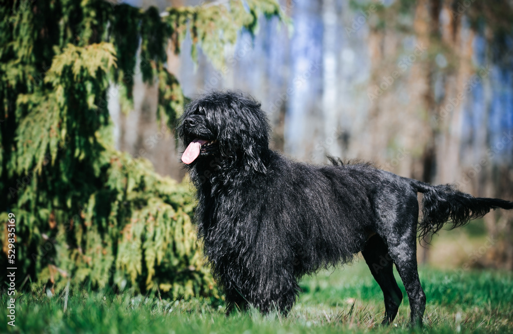 Portuguese Water Dog posing in beautiful garden. Portuguese Water Dog posing in beautiful garden.