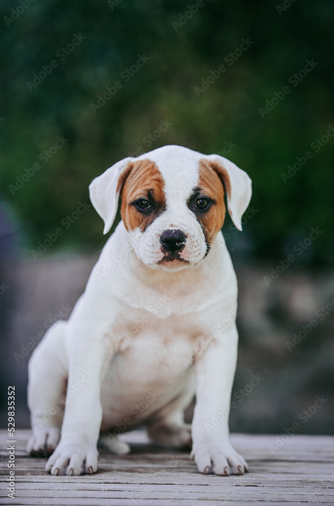 American bulldog purebred dog puppy outside. Green background and bull type dog.	
