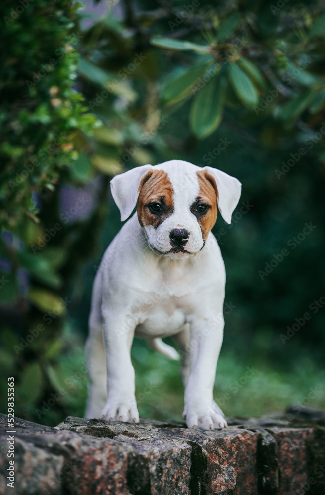 American bulldog purebred dog puppy outside. Green background and bull type dog.	
