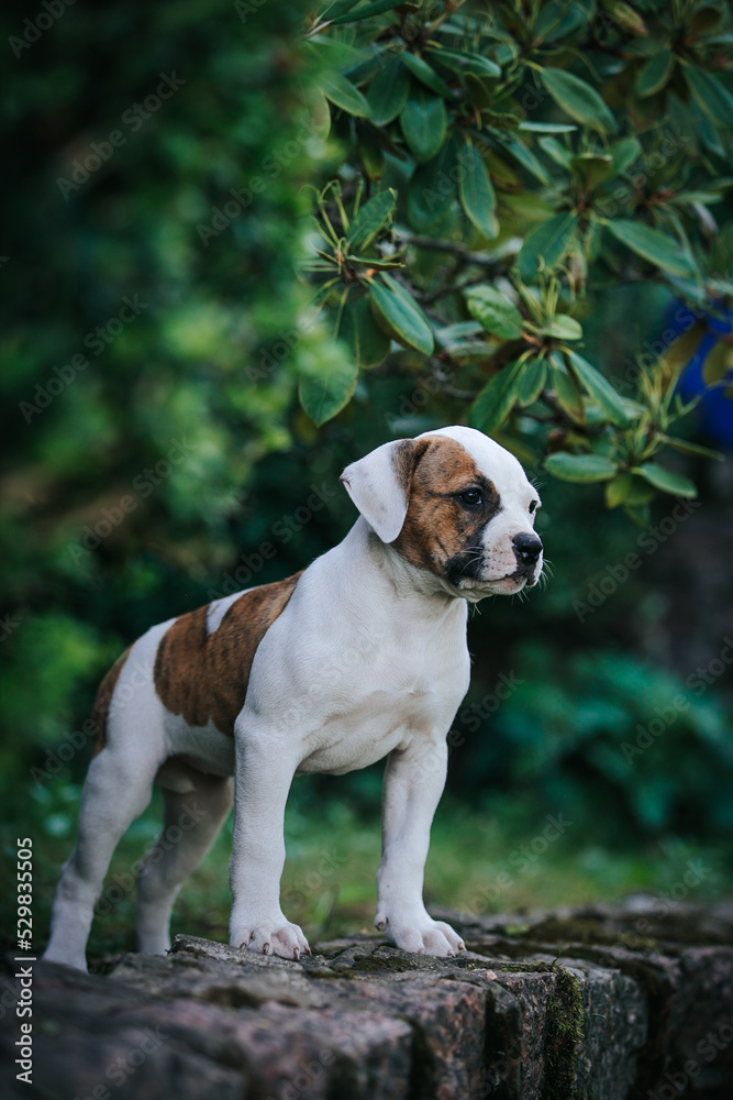 American bulldog purebred dog puppy outside. Green background and bull type dog.