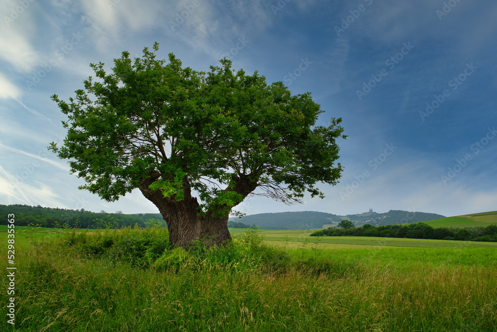 Obraz premium Alte Stileiche in Oberfranken Deutschland