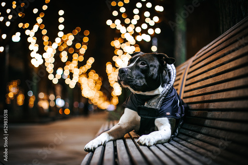 American stafordshire terrier dog posing outside in city center. beautiful city lights background.	
 photo