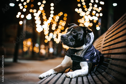 American stafordshire terrier dog posing outside in city center. beautiful city lights background.