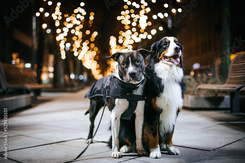 Bernese mountain dog and american stafordshire terrier posing together in city center.  Beautiful christmas time outside