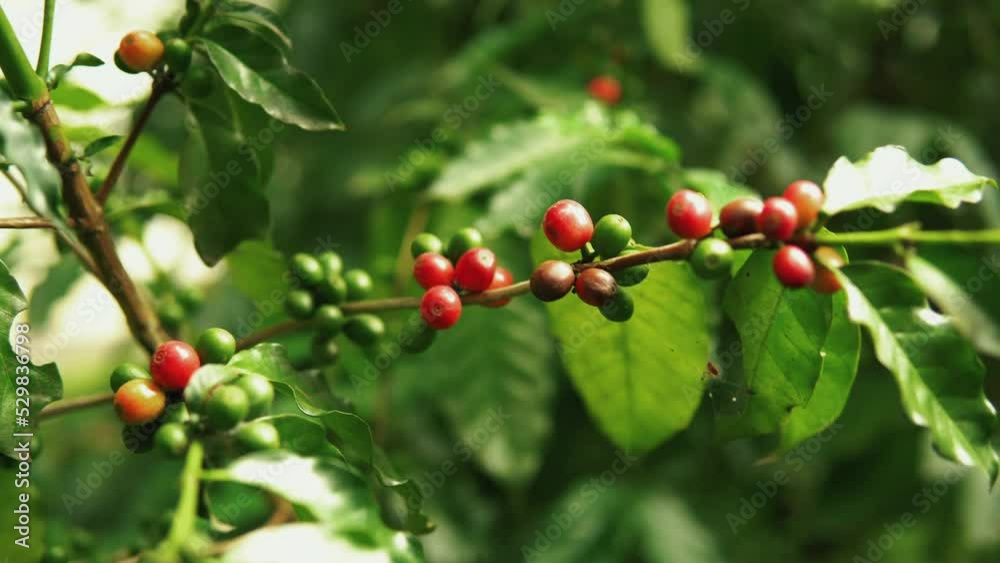 Coffee tree with ripe coffee beans on a branch, raw coffee on a coffee tree branch.
Coffee tree with ripe coffee beans on a branch, raw coffee on a coffee tree branch.