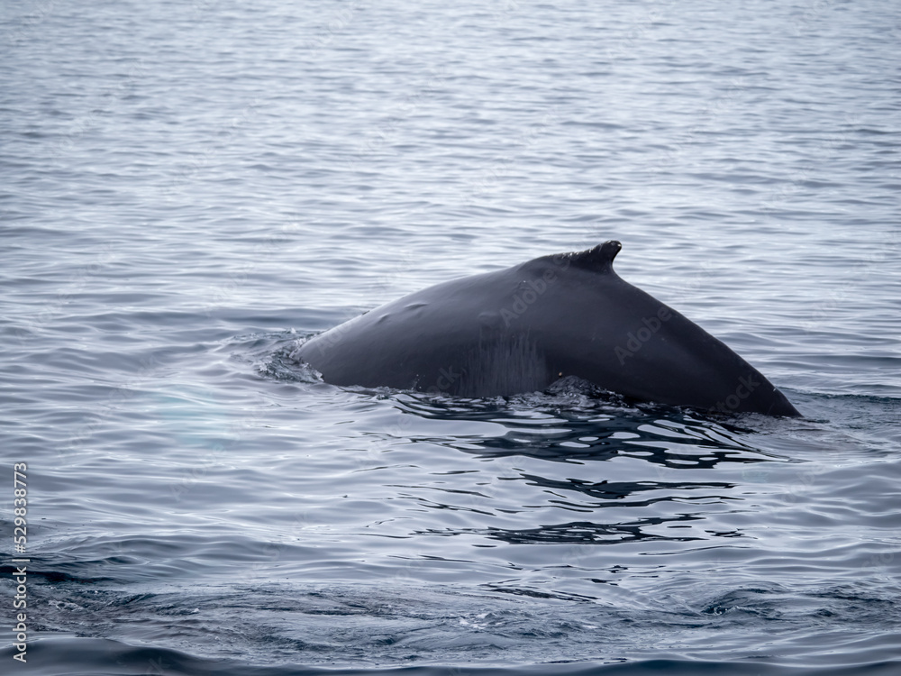 Fototapeta premium Dramatic encounter with a Humpback whale and its calf among enormous icebergs, disko Bay, Ilulissat, Western Greenland 