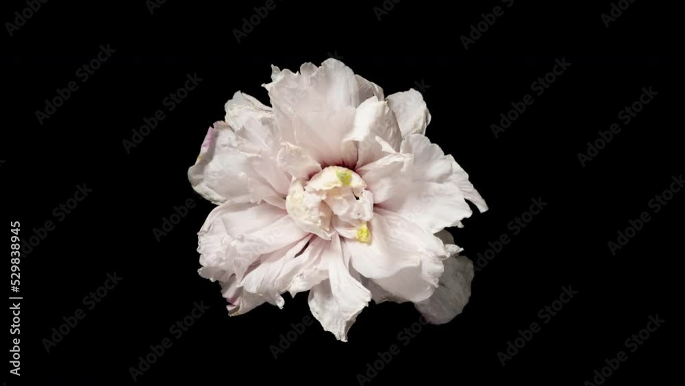 Time-lapse withering pink flower on black background. Time lapse blooming and withering flower texture. Soft color flower from full blossom to withered. Life and death, youth and aging concept