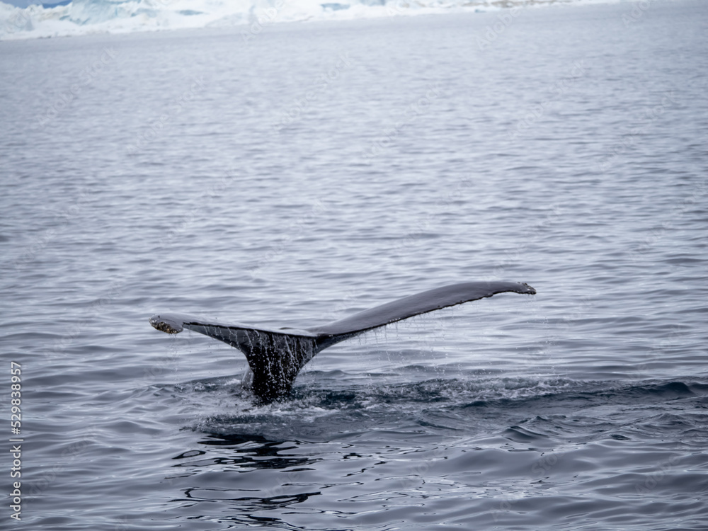 Fototapeta premium Dramatic encounter with a Humpback whale and its calf among enormous icebergs, disko Bay, Ilulissat, Western Greenland 