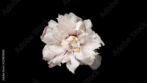 Time-lapse withering pink flower on black background. Time lapse blooming and withering flower texture. Soft color flower from full blossom to withered. Life and death, youth and aging concept
