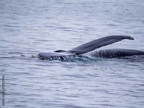 Dramatic encounter with a Humpback whale and its calf among enormous icebergs, disko Bay, Ilulissat, Western Greenland
