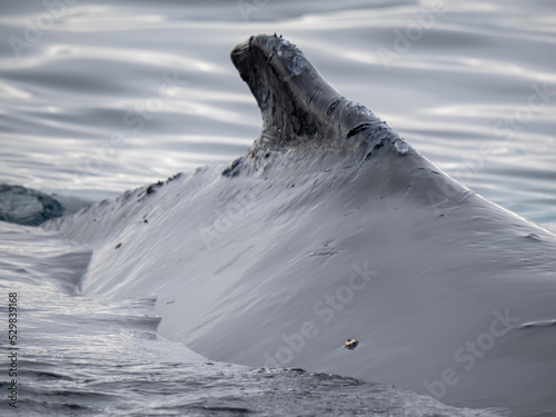 Fotografía Dramatic encounter with a Humpback whale and its calf among enormous icebergs, d
