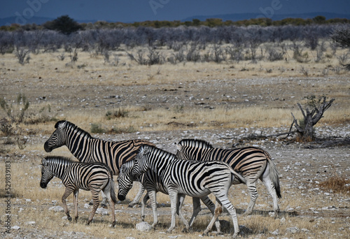 Family of Zebras Walking Across a Stony Plain in Namibia