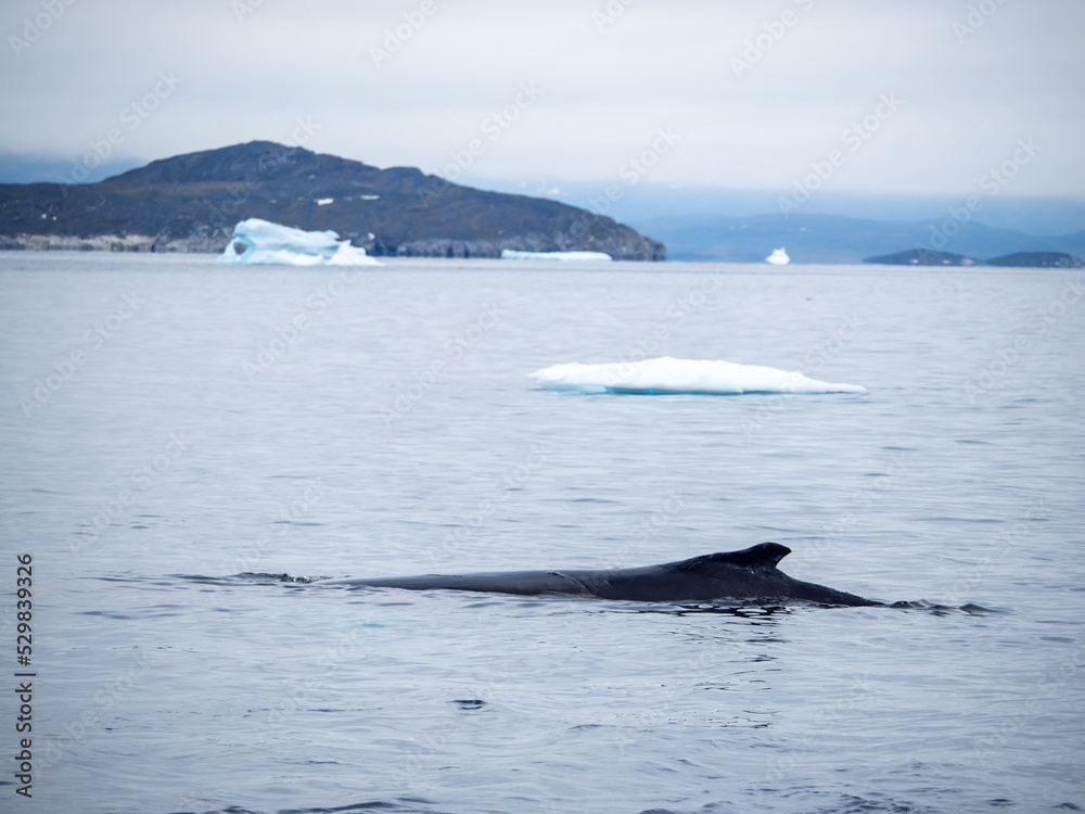 Obraz premium Dramatic encounter with a Humpback whale and its calf among enormous icebergs, disko Bay, Ilulissat, Western Greenland