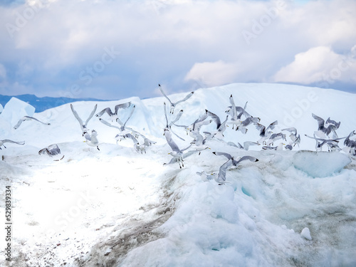 Thousands of Black-legged kittiwakes (Rissa tridactyla) on a floating icebergs in front of the active Eqi glacier (Eqip Sermia) Western Greenland photo