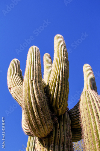 saguaro cactus 