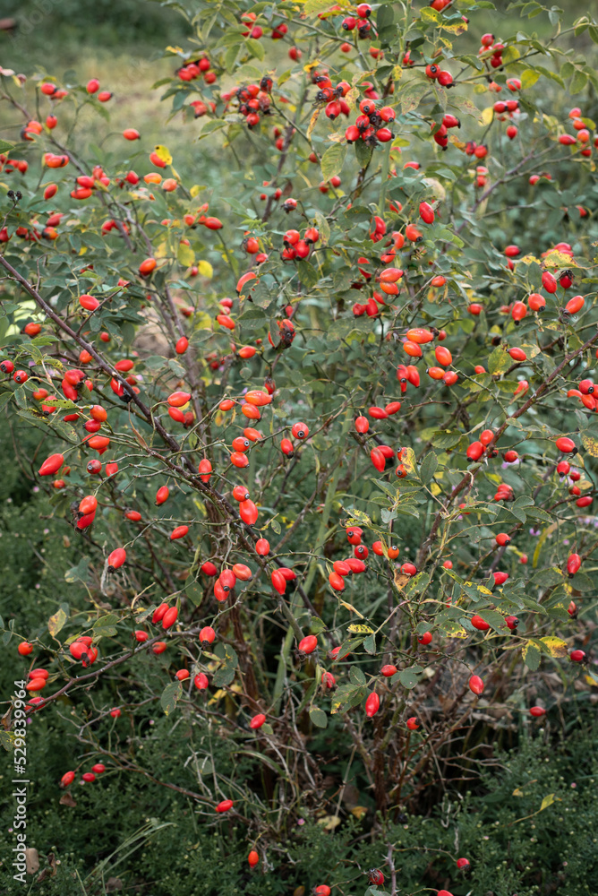 Dogrose bush 