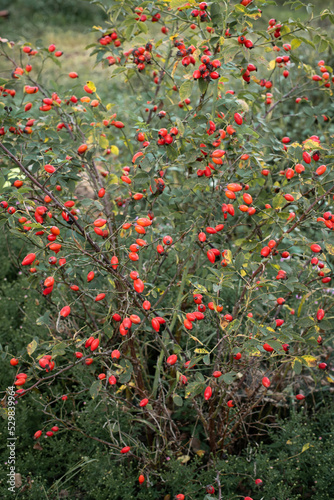 Dogrose bush 