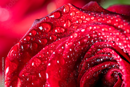 Red rose petals close-up with water drops. Floral background for screensaver  wallpapers  postcards for Valentine s day  birthday  wedding day. High quality photo