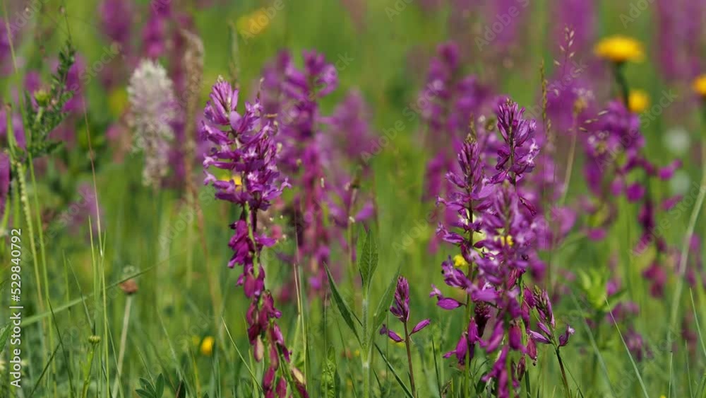 Colorful blooming meadow in summer with sound Colorful blooming meadow in summer with sound