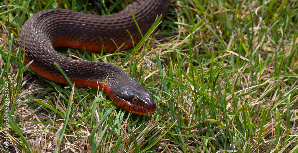 Red and brown snake in the grass Red and brown snake in the grass