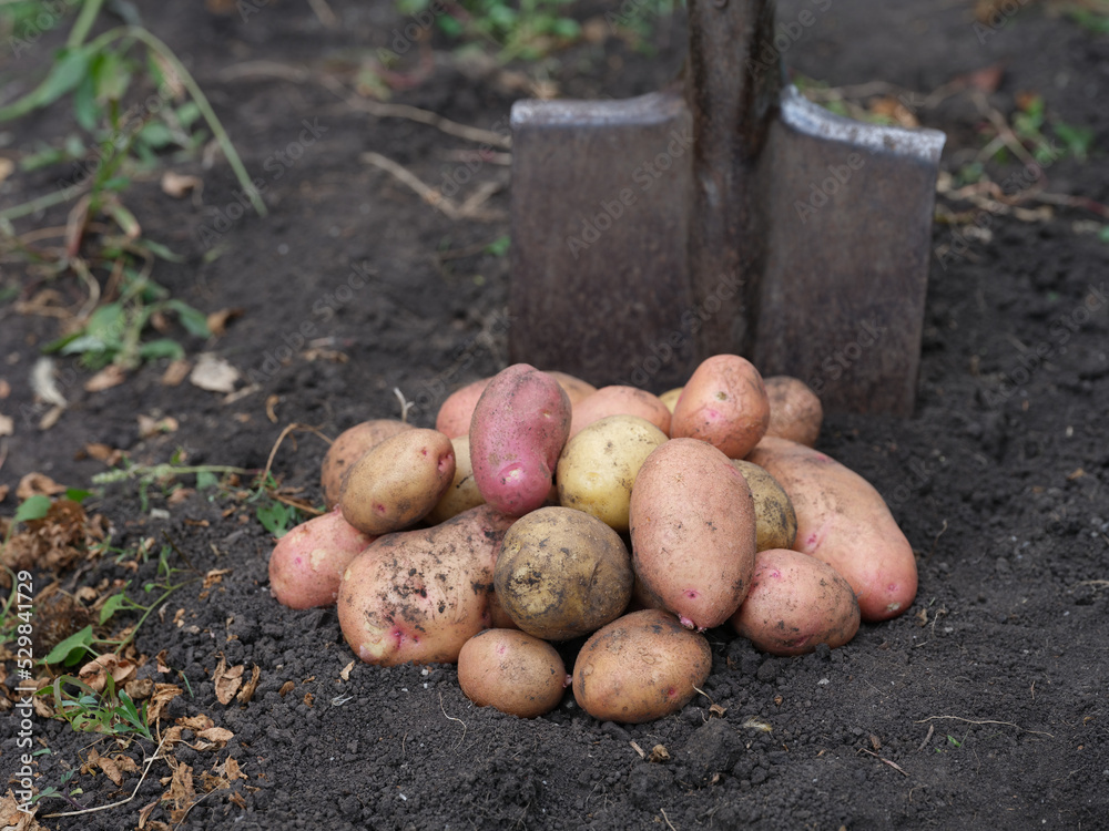 A pile of potatoes lying on the ground in front of a shovel